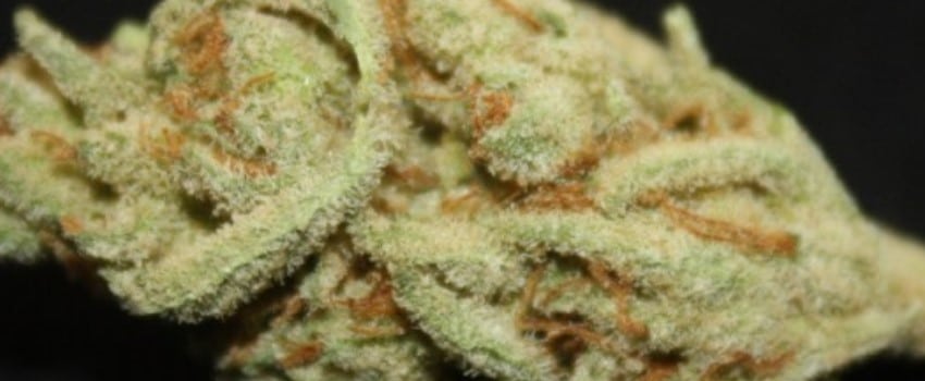 Tangerine Man Medical