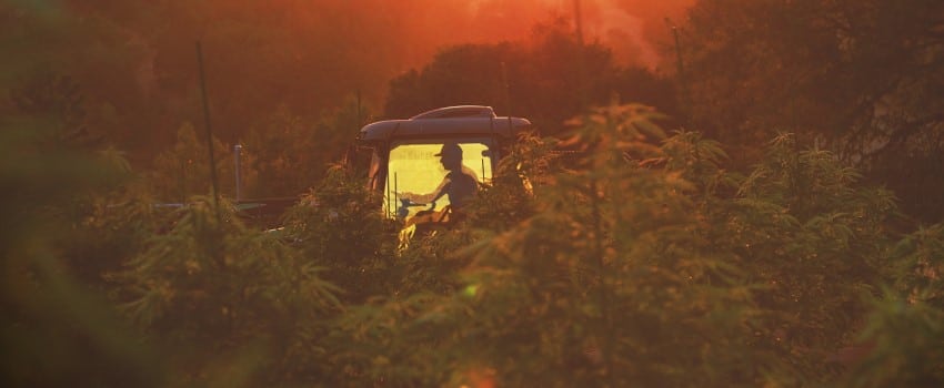 The Grow