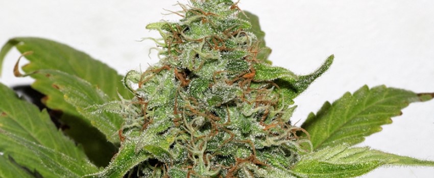 Velvet Bud Adverse Reaction