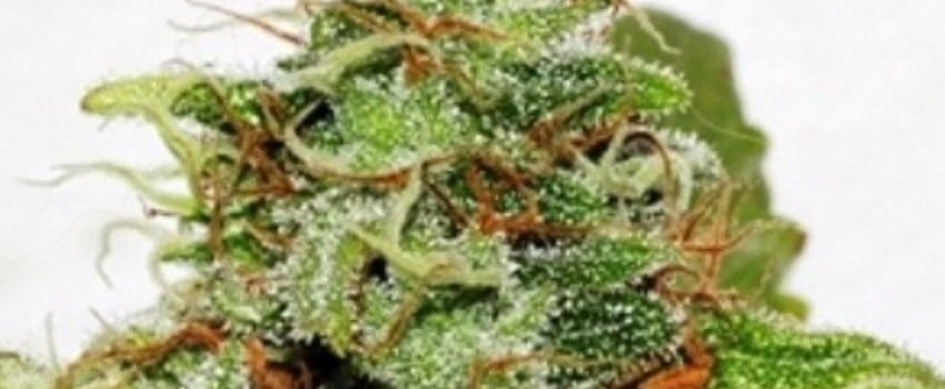 Velvet Bud Medical