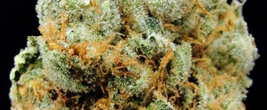 Bananas Medical