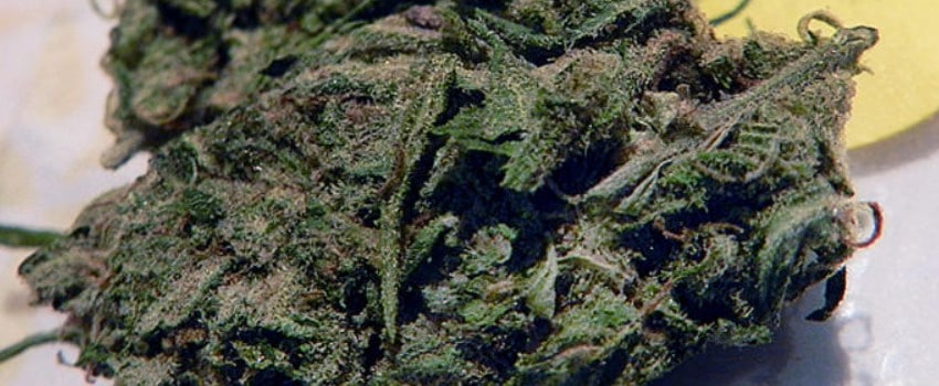Chocolate Kush Adverse Reaction