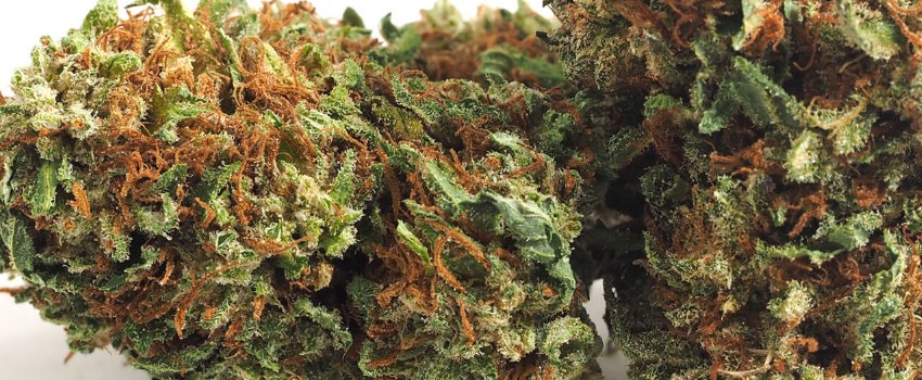 Chocolate Kush Effects