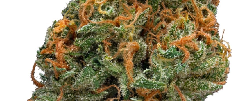 Chocolate Kush Medical