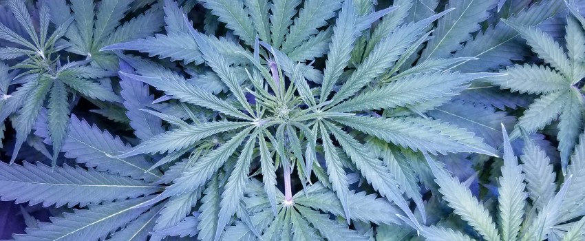 Early Miss Medical