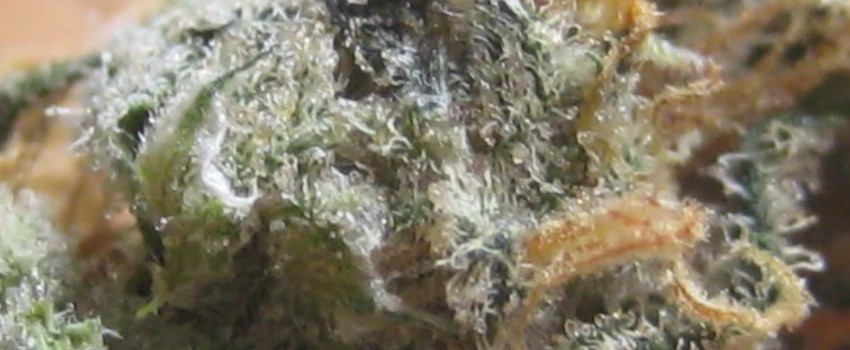 Gremlin Medical