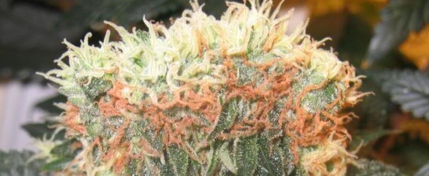 Magnum Medical